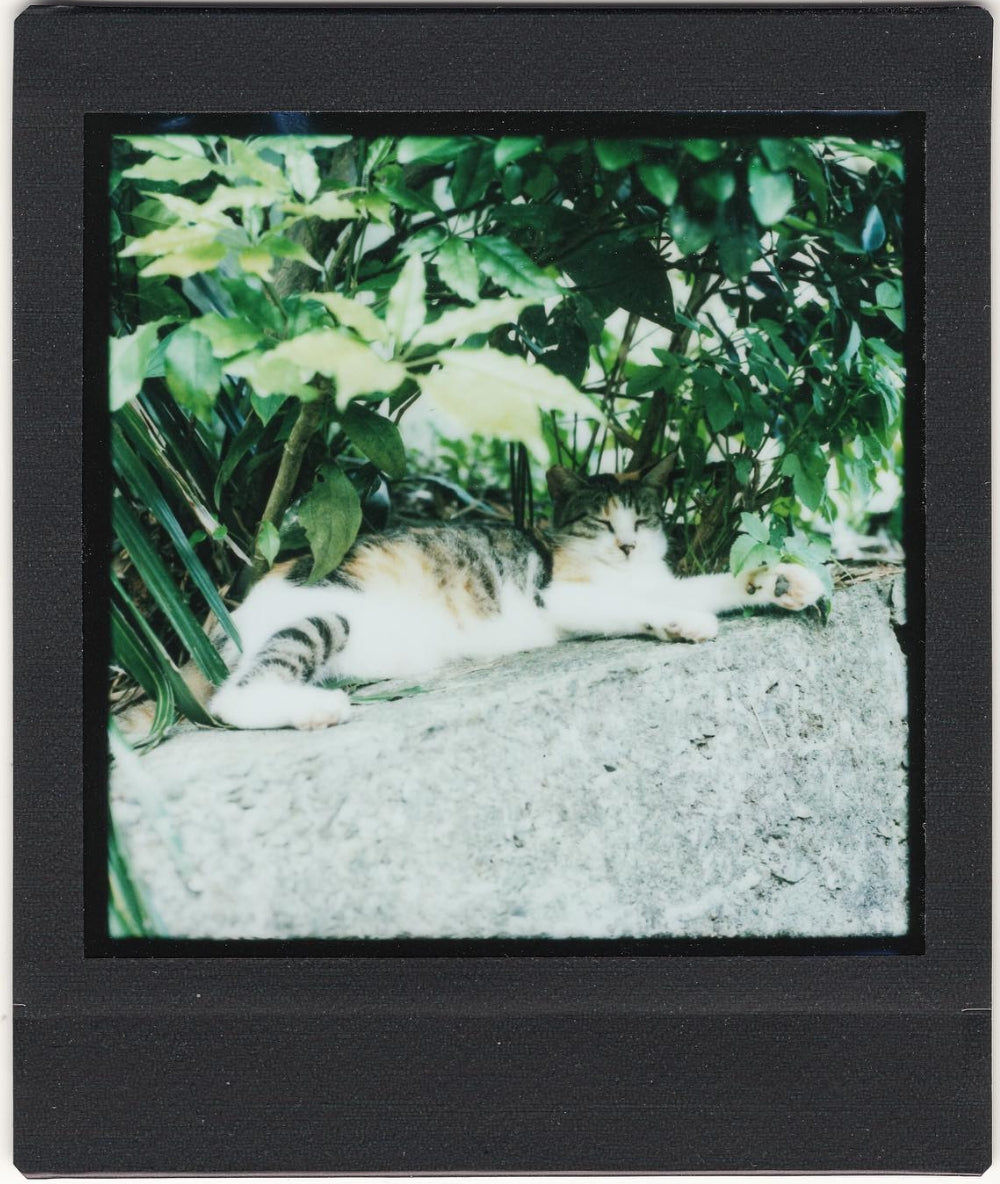 ROLLEI HY6 AUTOFOUCS INSTAX SQUARE BACK SQ FUJIFILM INSTAX BACK